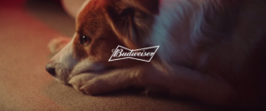 Leia mais sobre o artigo Budweiser cria ação para agradar pets que “perderam” lugar no sofá