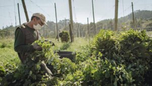 Leia mais sobre o artigo Estrella Galicia resgata cultura do lúpulo na Espanha