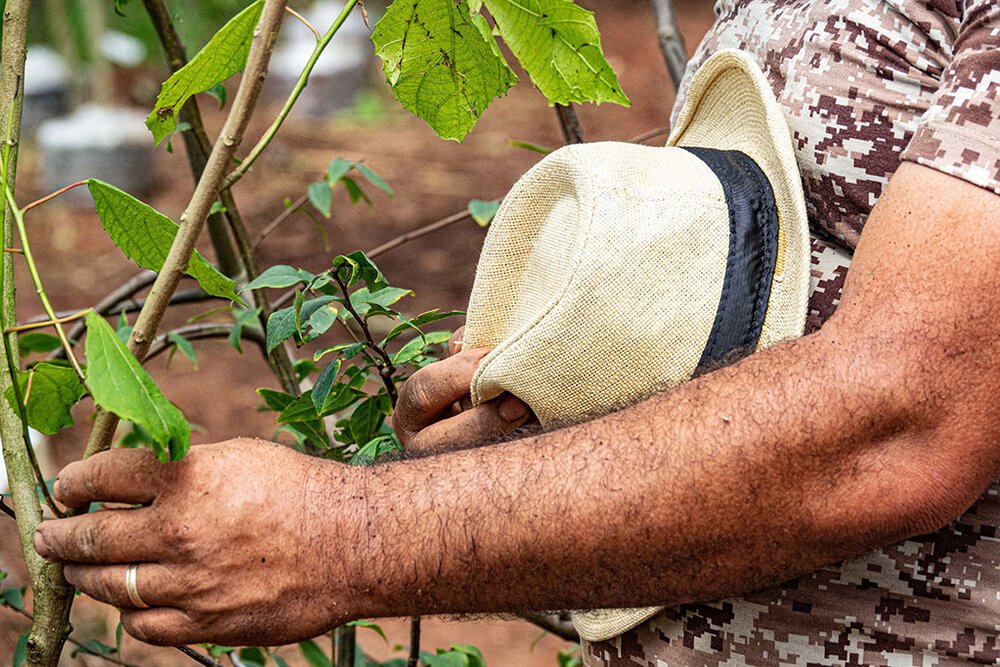 No momento, você está visualizando Heineken planta em áreas urbana espécies da Mata Atlântica