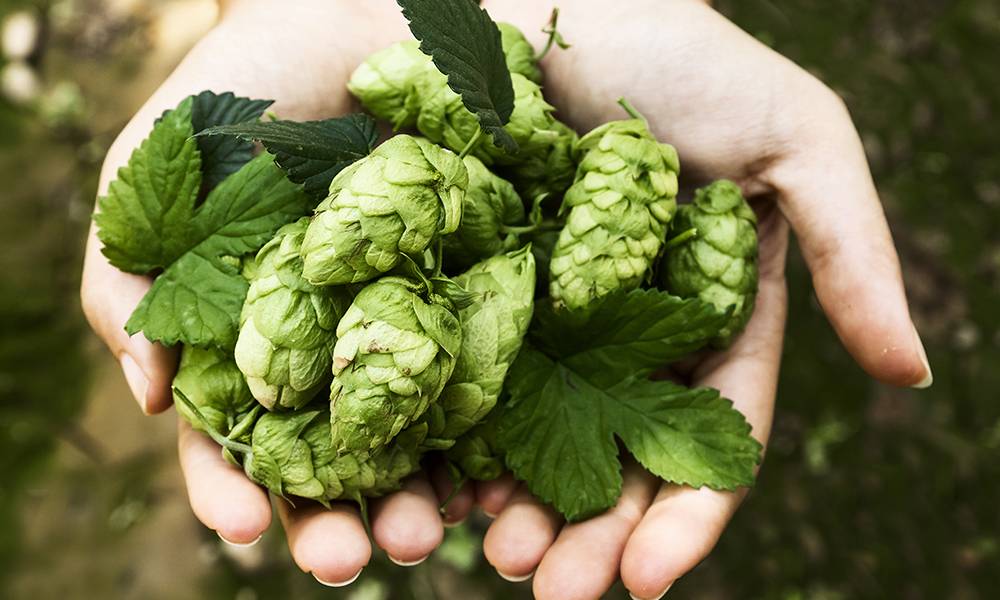 Como fazer cerveja artesanal: um guia passo a passo para os entusiastas cervejeiros - Você Falou Cerveja - Blog Cervejeiro