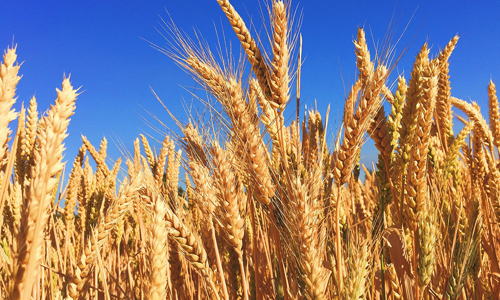 Leia mais sobre o artigo Dia do trigo: Alimento Mais Consumido do mundo