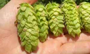 Leia mais sobre o artigo Copa Guaraní: concurso internacional de cervejas é o primeiro a ter categoria dedicada ao lúpulo brasileiro