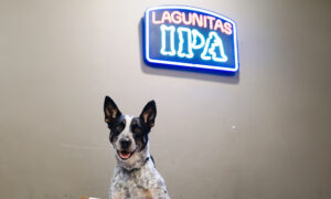 Leia mais sobre o artigo IPA Lagunitas lança Pet Match para adoção no Dia Mundial dos Animais
