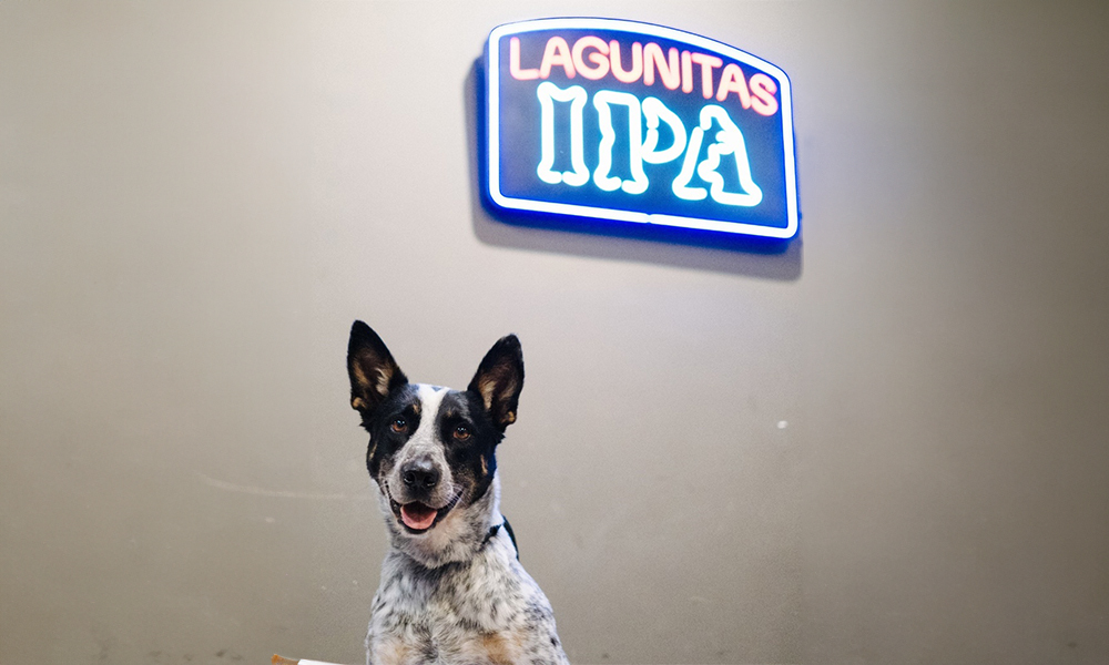 No momento, você está visualizando IPA Lagunitas lança Pet Match para adoção no Dia Mundial dos Animais