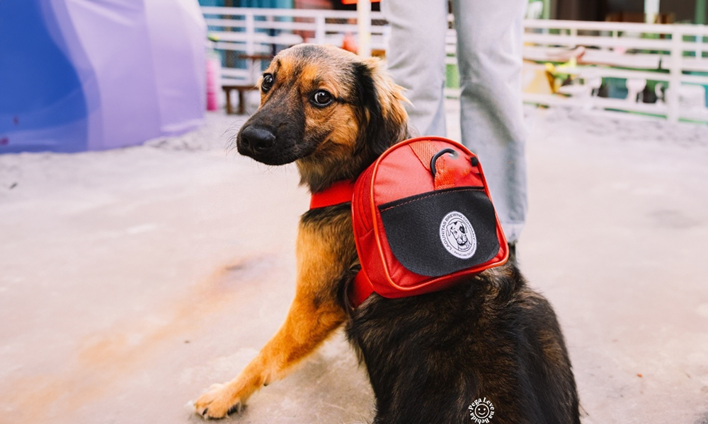 Leia mais sobre o artigo Lagunitas leva campanha em prol da causa cachorreira ao The Barley House