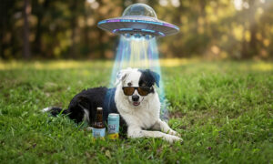 Leia mais sobre o artigo Lagunitas Daytime chega ao Confiança em prol da causa animal
