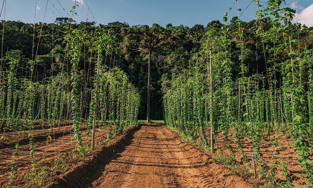 Grupo Petrópolis fatura ouro e bronze na Copa de Lúpulo 2026 - Você Falou Cerveja - Blog Cervejeiro