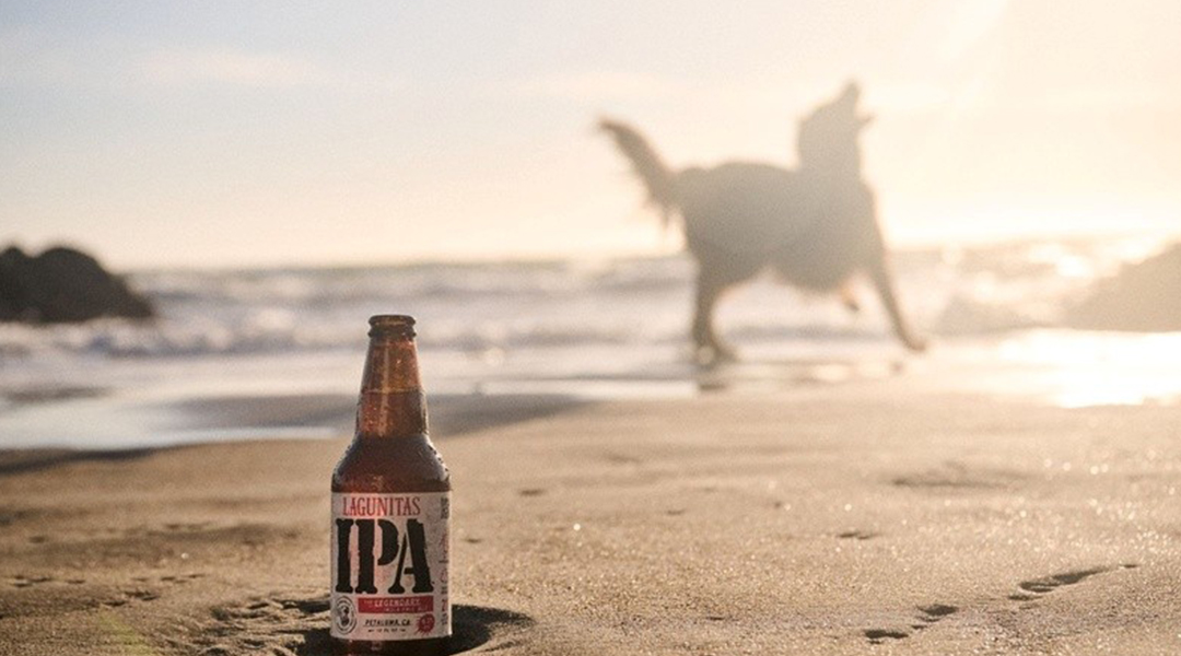 Leia mais sobre o artigo Lagunitas promove feira de adoção responsável em São Paulo